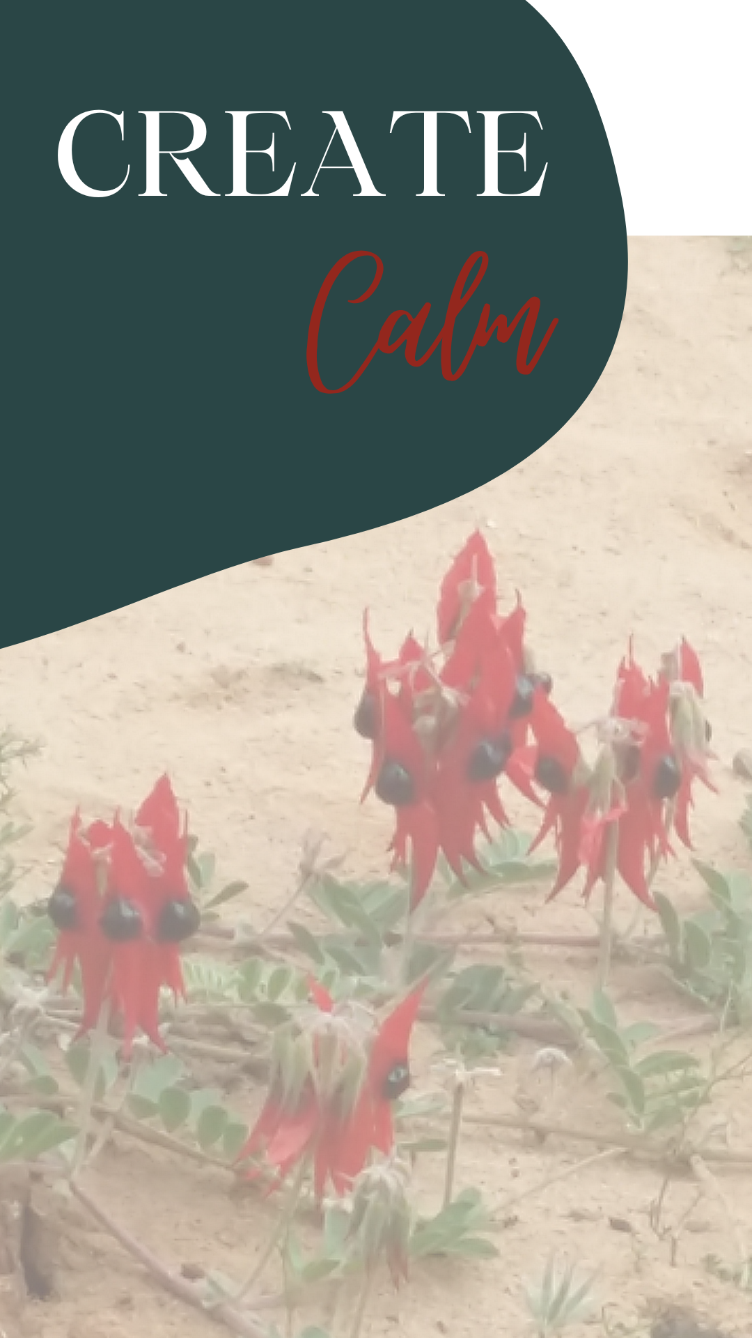 Sturt desert peas