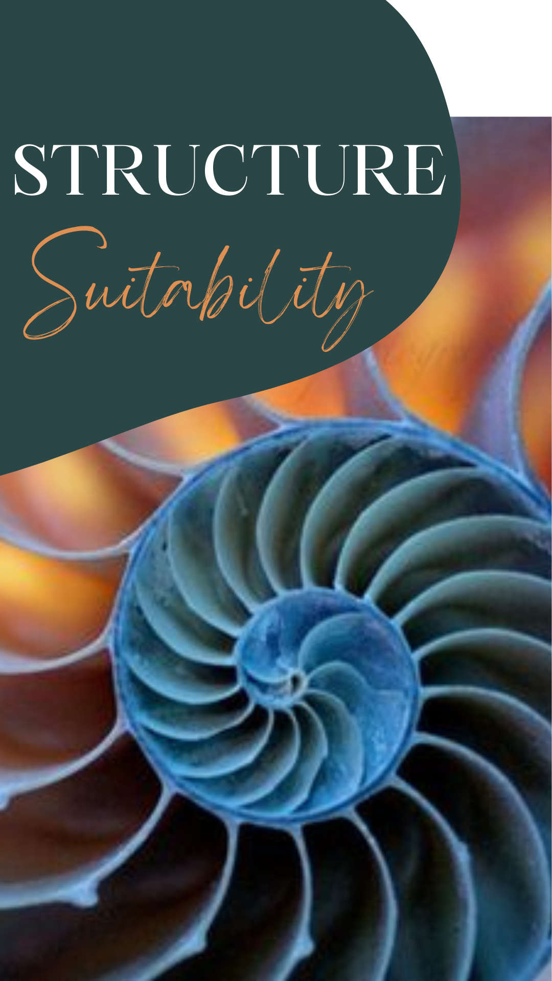 Nautilus Shell - Structure at its finest